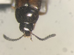 Aleochara gracilicornis