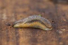 Arion fasciatus