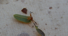 Thomisus daradioides