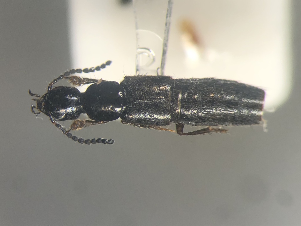 Philonthus lindrothi