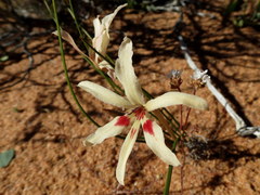 Babiana brachystachys