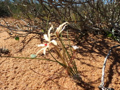 Babiana brachystachys