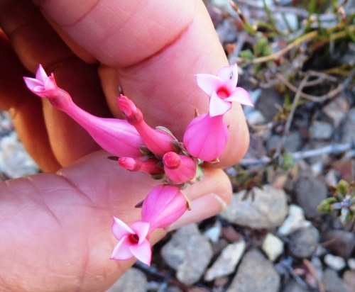 Image of Erica junonia by (c) linkie, some rights reserved (CC BY)