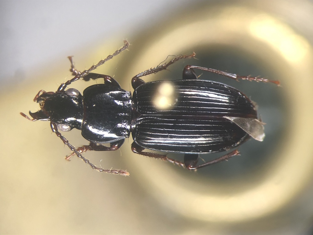 Pterostichus tenuis