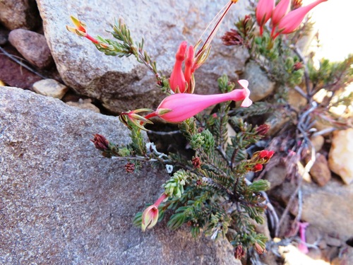 Image of Erica junonia by (c) linkie, some rights reserved (CC BY)