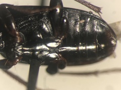 Pterostichus tenuis