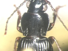 Pterostichus tenuis