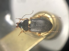 Chlaenius impunctifrons