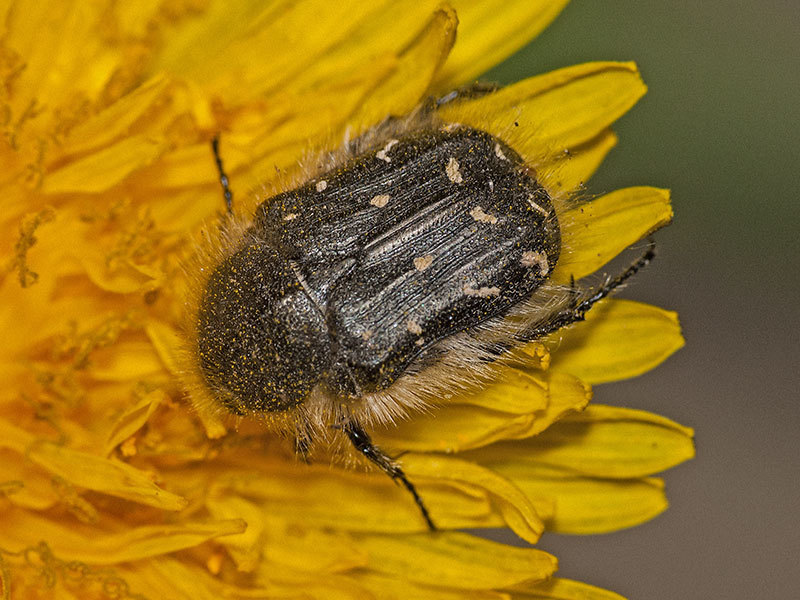 Apple Blossom Beetle