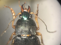 Chlaenius impunctifrons