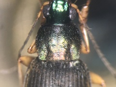 Chlaenius pennsylvanicus