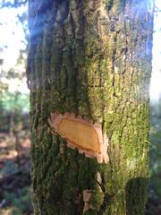 Aegiphila integrifolia