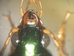 Chlaenius pennsylvanicus