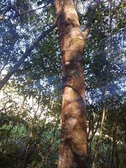 Matayba elaeagnoides