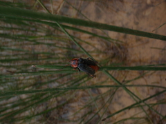 Cantharis annularis