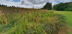 Carex subdola