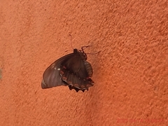 Papilio menatius victorinus