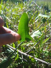Smilax campestris