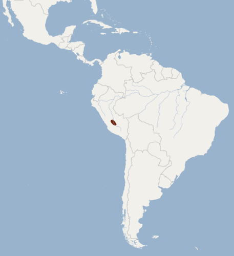 Lesser Yellow-shouldered Bat (Sturnira nana) — Endangered Mammalia