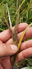 Carex subdola