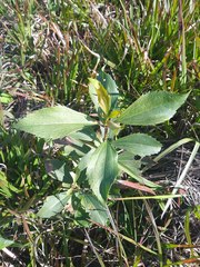 Chromolaena laevigata
