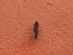 Papilio menatius victorinus