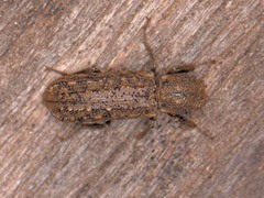 Lichenophanes bicornis