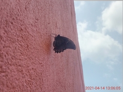 Papilio menatius victorinus