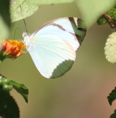 Itaballia demophile centralis