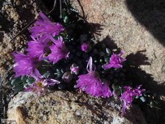 Esterhuysenia alpina