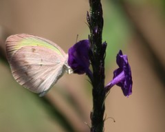 Eurema daira eugenia
