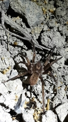 Uliodon albopunctatus