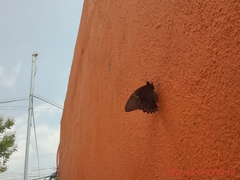 Papilio menatius victorinus