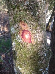 Cinnamodendron dinisii