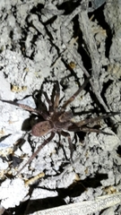 Uliodon albopunctatus