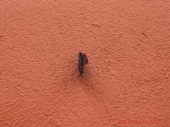 Papilio menatius victorinus