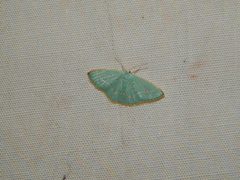 Comostolopsis stillata