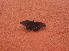 Papilio menatius victorinus