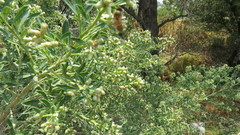 Baccharis heterophylla