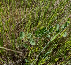 Calystegia sepium limnophila