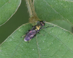 Nothomyia