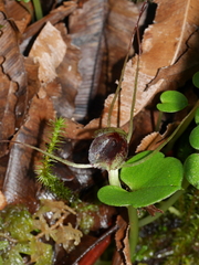 Corybas iridescens