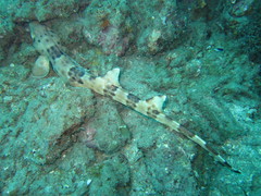 Halmahera Epaulette Shark photo 5