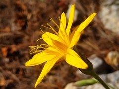 Pseudopodospermum crocifolium
