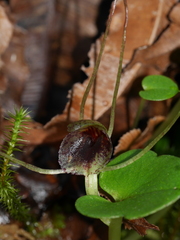 Corybas iridescens