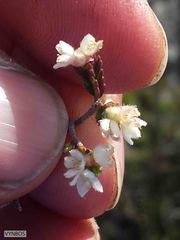 Lachnaea