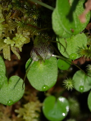 Corybas iridescens
