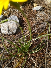 Pseudopodospermum crocifolium