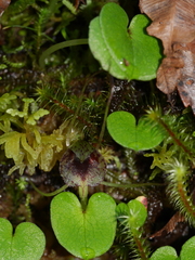 Corybas iridescens