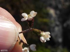 Lachnaea